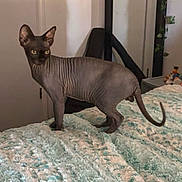 Draco joined the competition — help win amazing prizes! animal, bed, blanket, cat, chair, cozy, curious, domestic, ears, furniture, hairless_cat, indoor, pet, room, sphynx_cat, standing, tail, texture, toys, yellow_eyes