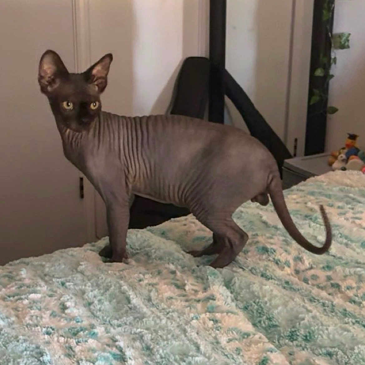 Draco