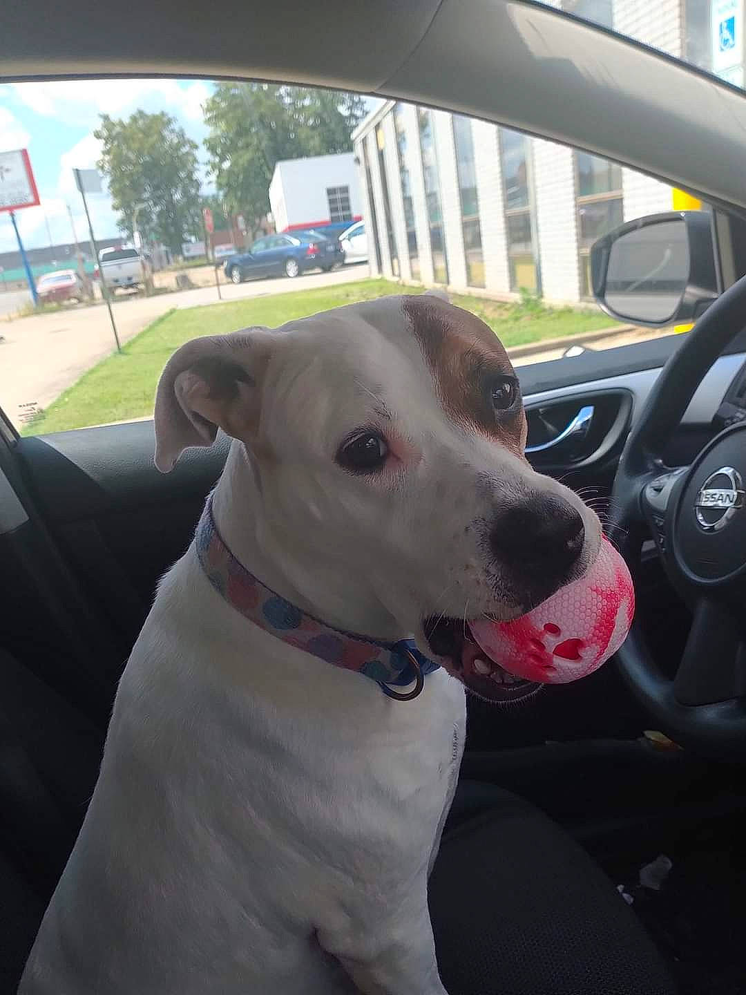 Lola is registered to the contest to win money with this photo: car, carnivore, collar, companion_dog, dog, dog_breed, dog_collar, fashion_accessory, fawn, motor_vehicle, sky, snout, sporting_group, steering_wheel, tree, vehicle, vehicle_door, whiskers, window, working_animal