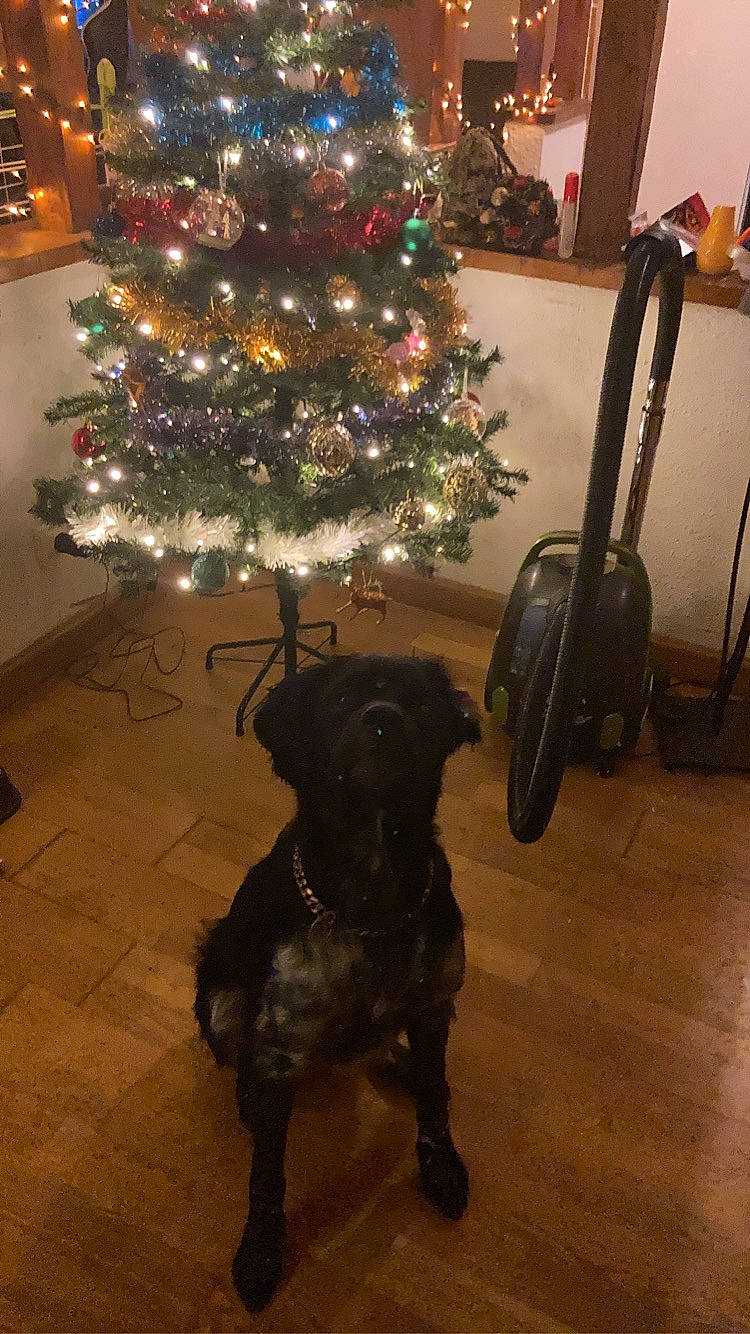 Ryder participe au concours pour gagner de l'argent avec cette photo : carnivore, christmas, christmas_decoration, christmas_ornament, christmas_tree, companion_dog, dog, dog_breed, event, evergreen, fawn, flooring, holiday, holiday_ornament, light, ornament, plant, tree, wood, working_animal