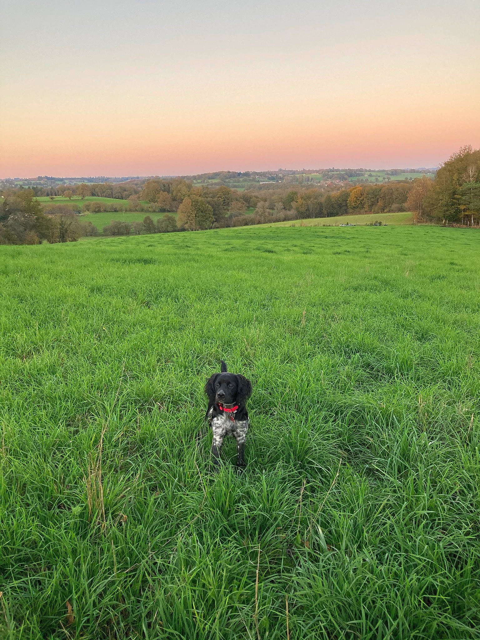 Ryder a rejoint le concours — aidez-le/la à gagner de superbes lots ! agriculture, carnivore, dog, dog_breed, field, grass, grassland, groundcover, happy, hill, horizon, landscape, meadow, natural_landscape, people_in_nature, plant, prairie, shrub, sky, tree