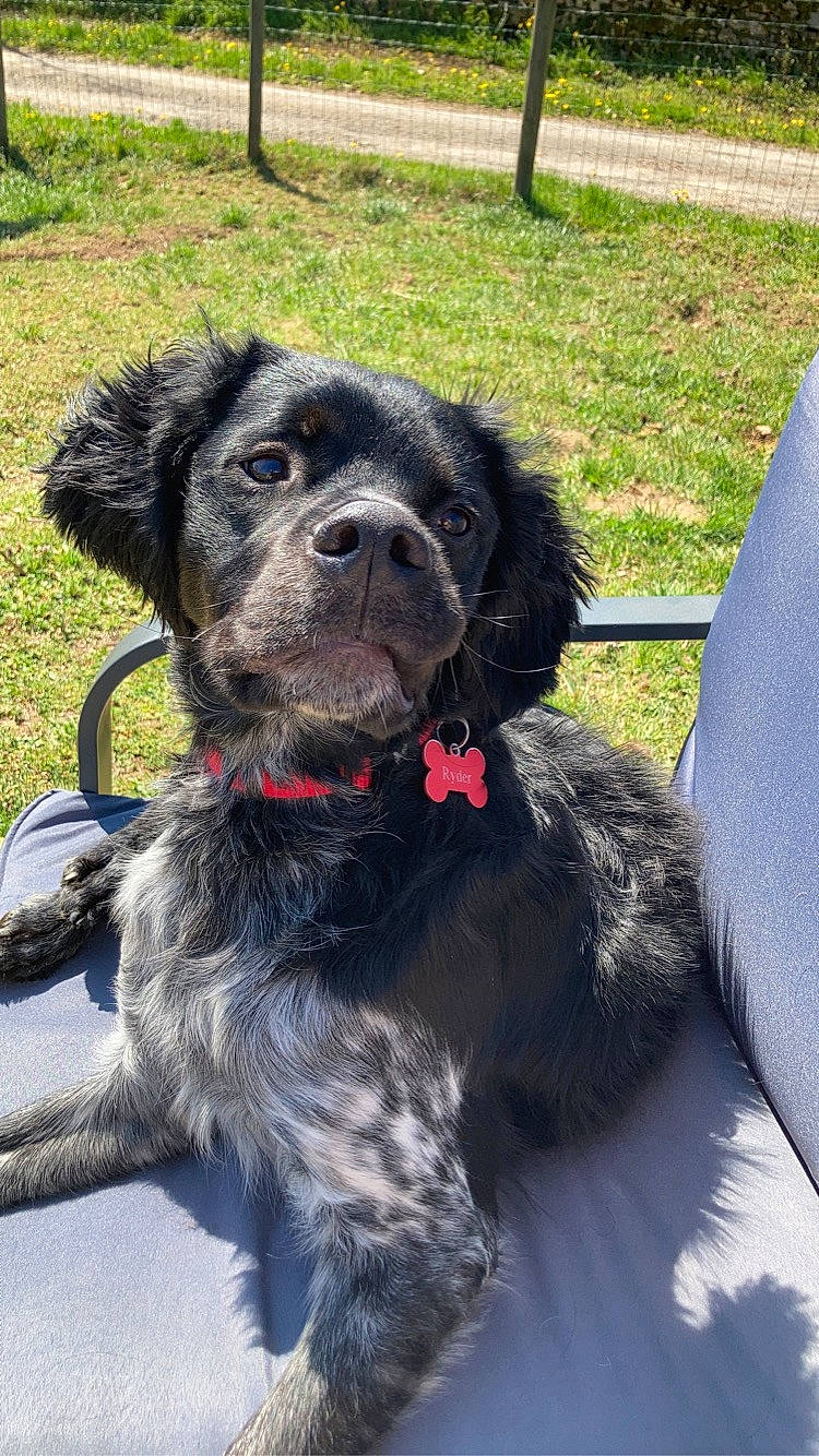 Ryder a rejoint le concours — aidez-le/la à gagner de superbes lots ! canidae, carnivore, collar, companion_dog, dog, dog_breed, dog_collar, dog_supply, fur, grass, hunting_dog, leash, liver, non_sporting_group, snout, spaniel, sporting_group, tail, working_animal, working_dog