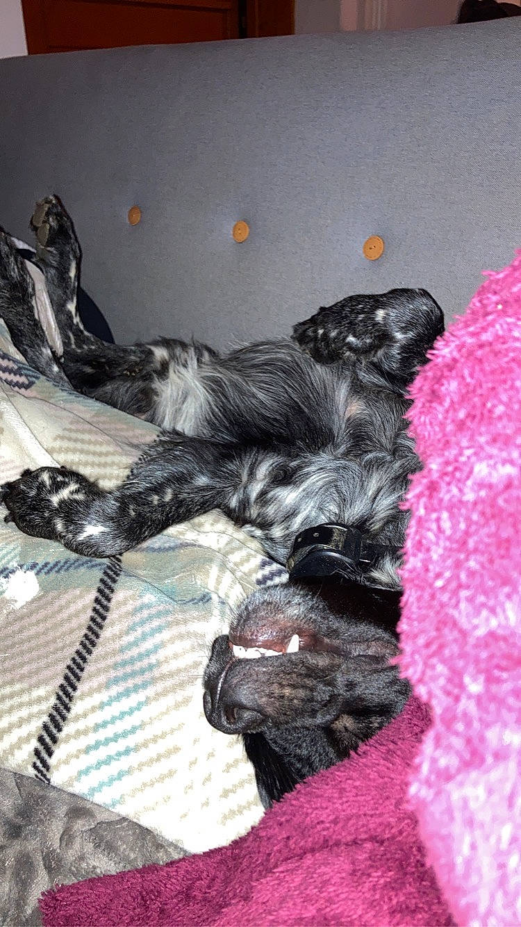 Ryder participe au concours pour gagner de l'argent avec cette photo : canidae, carnivore, claw, comfort, companion_dog, dog, dog_breed, fawn, flooring, fur, liver, magenta, non_sporting_group, pattern, paw, sporting_group, tail, toy_dog, water_dog