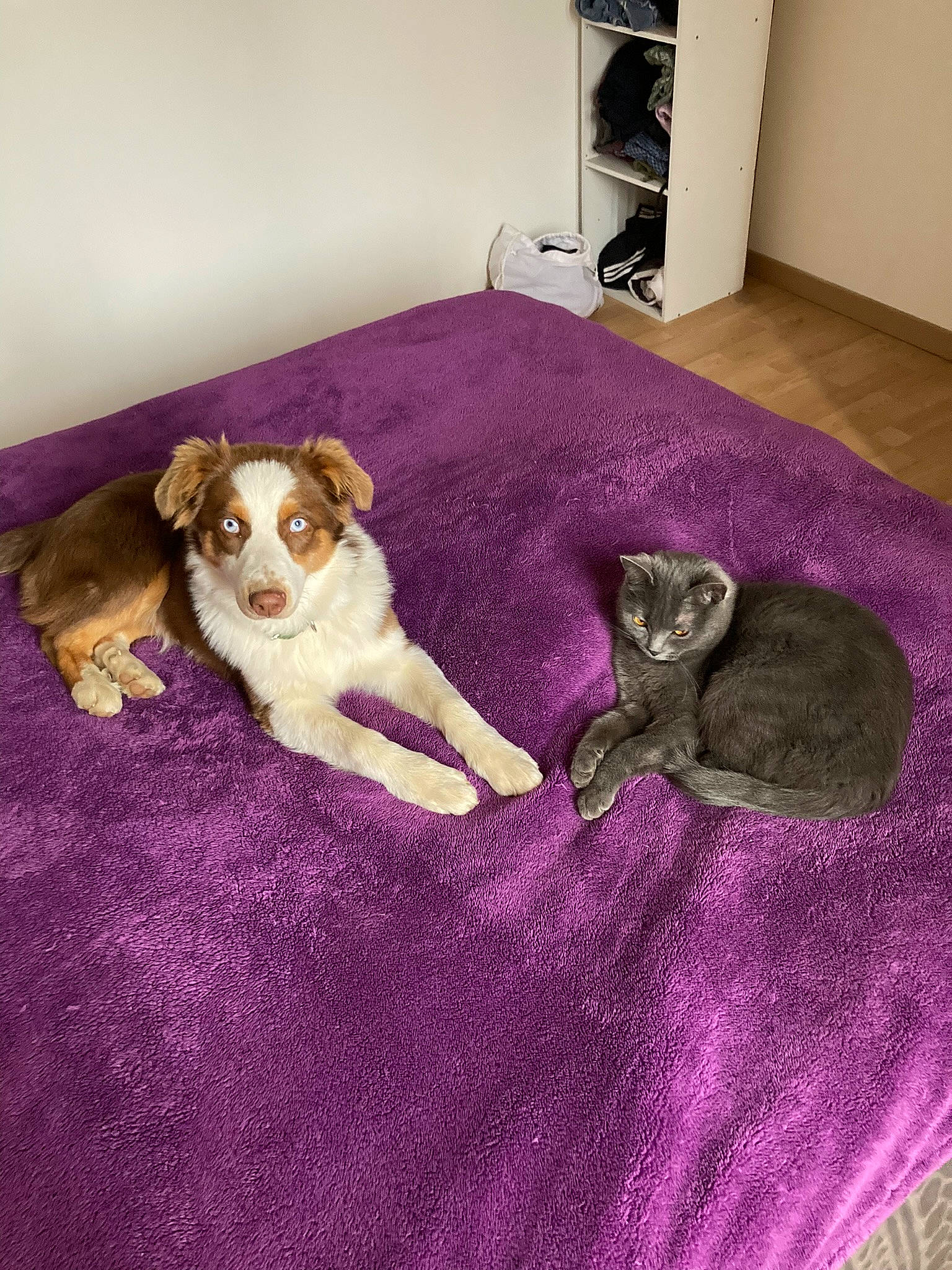 Shyva participe au concours pour gagner de l'argent avec cette photo : carnivore, comfort, companion_dog, couch, dog, dog_breed, dog_supply, fawn, floor, flooring, fur, grey, linens, magenta, mammal, paw, purple, sporting_group, tail, violet