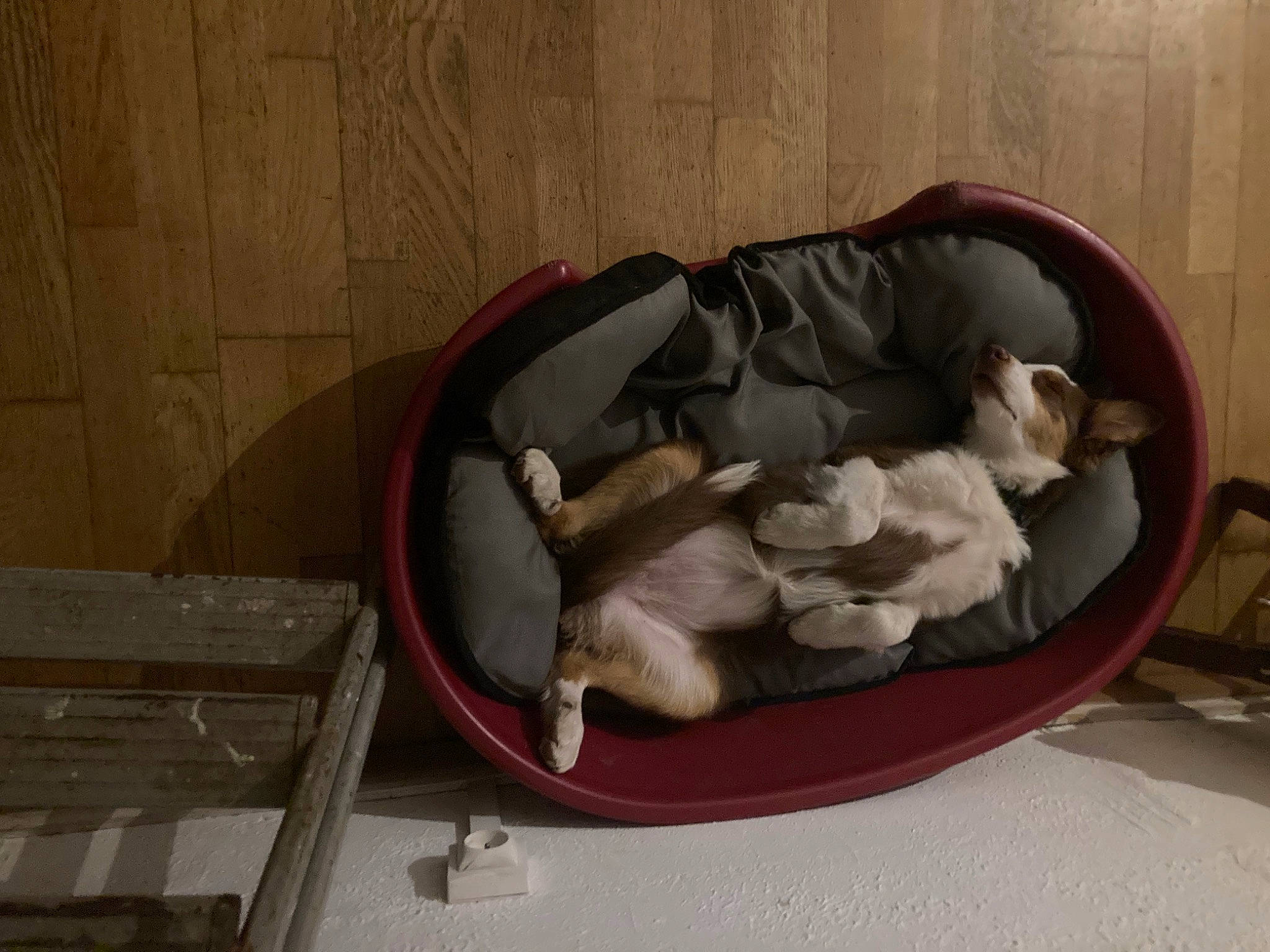 Shyva a rejoint le concours — aidez-le/la à gagner de superbes lots ! baby_products, bag, canidae, comfort, companion_dog, dog_bed, dog_supply, flooring, hardwood, infant_bed, linens, nap, pet_supply, plastic_bag, room, sporting_group, wood