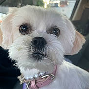 Pearl Marie is registered to the contest to win money with this photo: dog, white_dog, close_up, pet, fluffy, collar, pearl_collar, car_interior, cute, animal, mammal, face, ears, nose, fur, domestic_animal, portrait, indoor, tag, leash