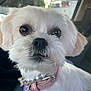 dog, white_dog, close_up, pet, fluffy, collar, pearl_collar, car_interior, cute, animal, mammal, face, ears, nose, fur, domestic_animal, portrait, indoor, tag, leash