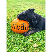 Koda is registered to the contest to win money with this photo: grass, snout