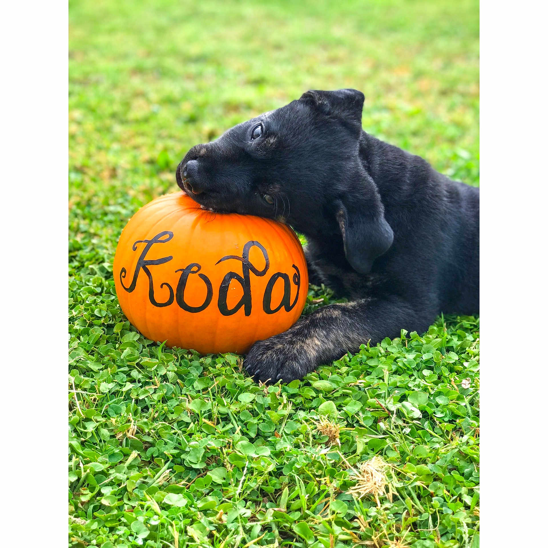 Koda