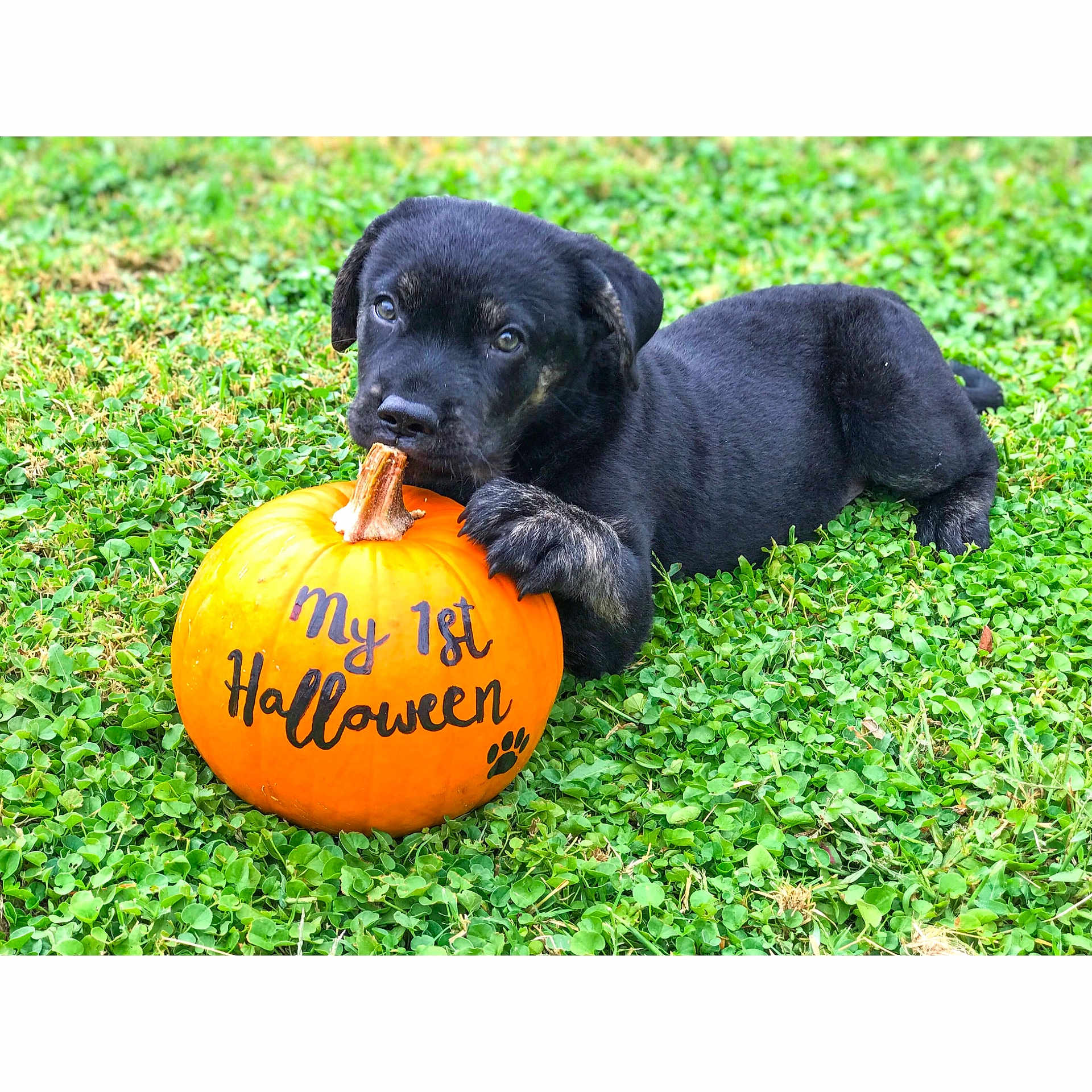 Koda Bear is registered to the contest to win money with this photo: carnivoran, companion_dog, dog, dog_breed, dog_breed_group, dog_like_mammal, grass, labrador_retriever, puppy, retriever, snout, sporting_group