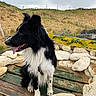 beach, bench, black_and_white, border_collie, dog, fence, fluffy_fur, grass, happy, outdoor, pet, pointed_ears, portrait, rocks, sand_dunes, seaside, sitting, tongue_out, wood, yellow_sign