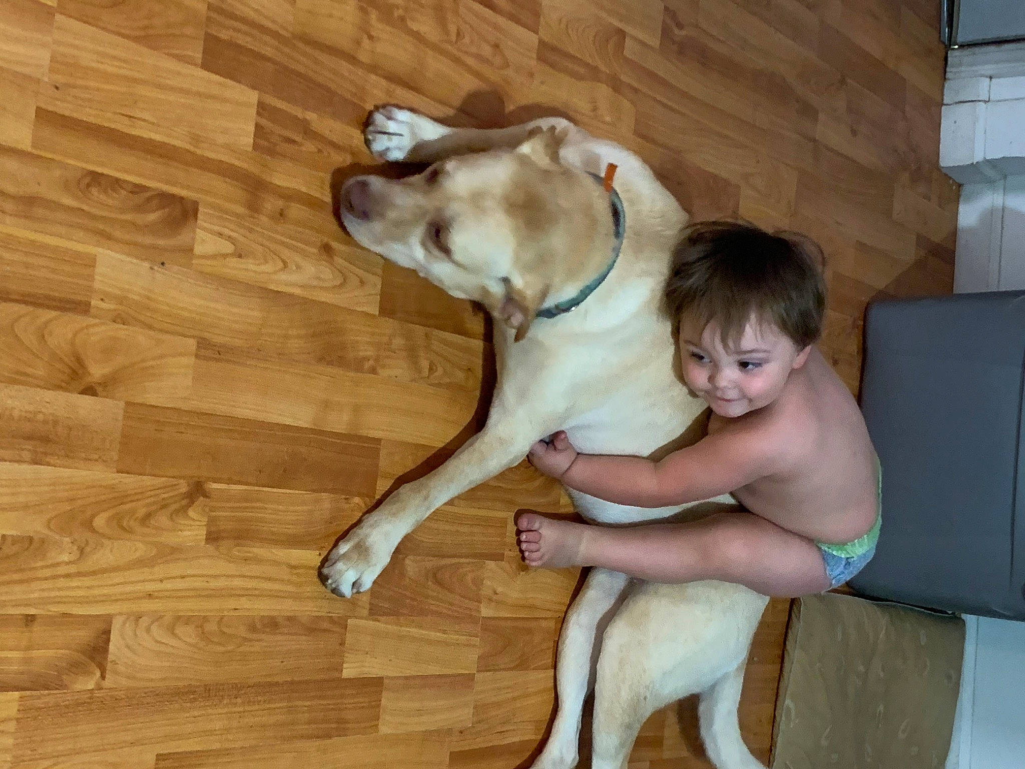 Holden is registered to the contest to win money with this photo: canidae, carnivore, child, comfort, companion_dog, dog, dog_breed, fawn, floor, flooring, foot, hardwood, leg, person, sitting, sporting_group, tail, thigh, toddler, wood