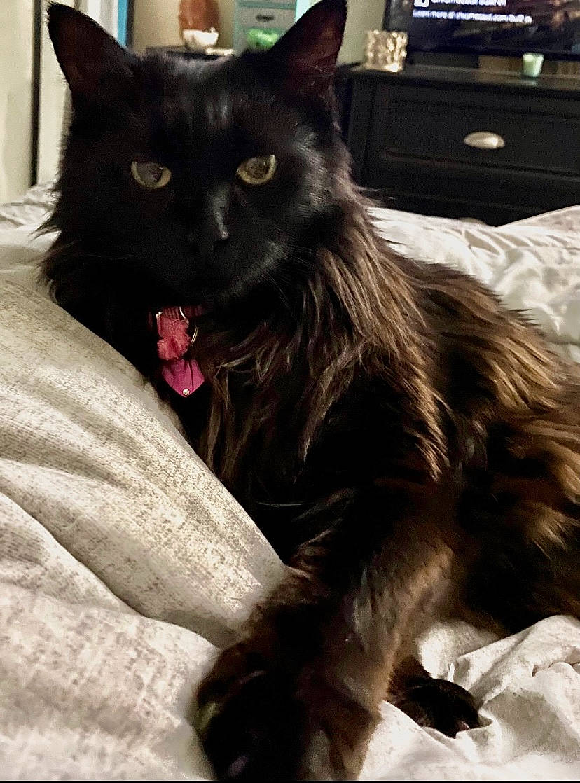 Rosie is registered to the contest to win money with this photo: black_cat, bombay, box, british_longhair, carnivore, cat, claw, comfort, domestic_short_haired_cat, felidae, fur, grey, paw, sitting, small_to_medium_sized_cats, snout, tail, television, terrestrial_animal, whiskers