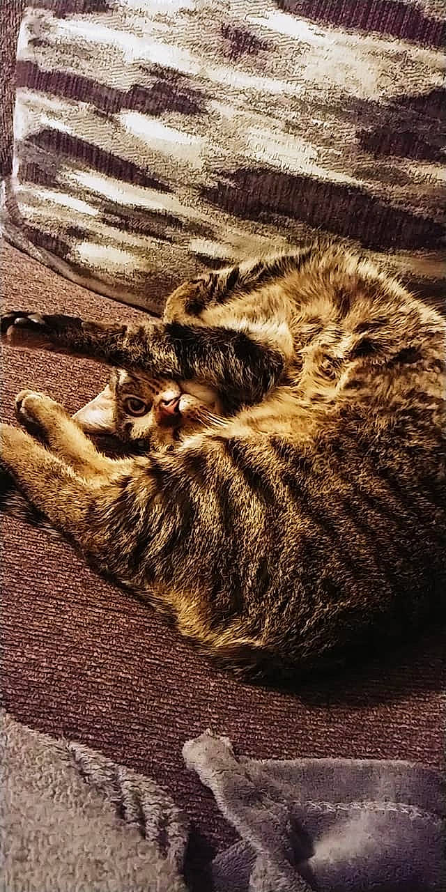 Meko joined the competition — help win amazing prizes! carnivore, cat, fawn, felidae, fur, small_to_medium_sized_cats, tabby_cat, tail, terrestrial_animal, whiskers