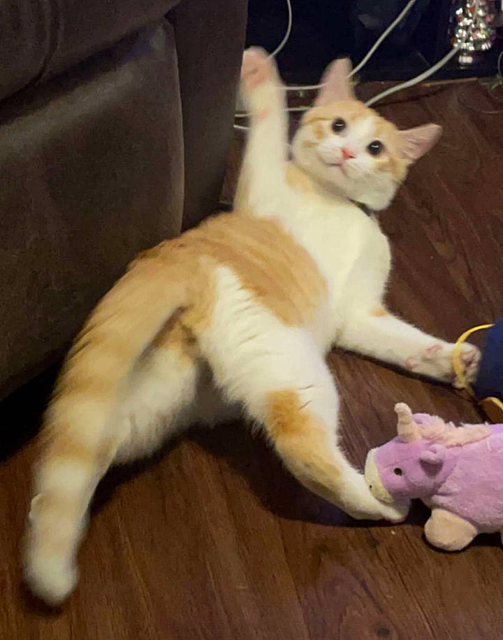 Kirby is registered to the contest to win money with this photo: carnivore, cat, chair, claw, domestic_short_haired_cat, fang, fawn, felidae, flooring, foot, fur, hardwood, paw, small_to_medium_sized_cats, snout, tail, toy, whiskers, wood, wood_flooring