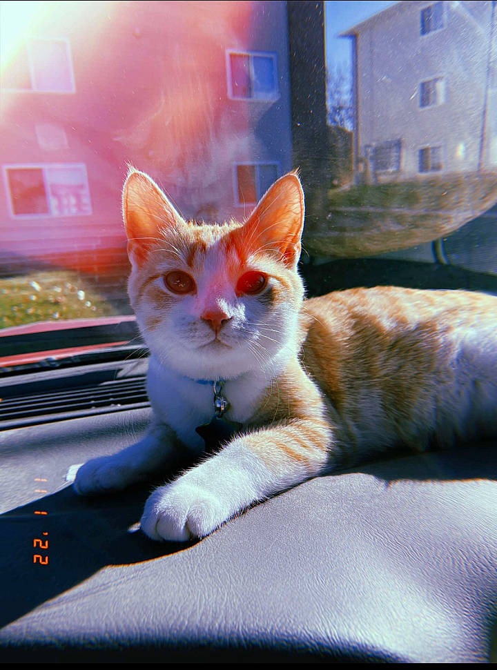 Kirby joined the competition — help win amazing prizes! automotive_exterior, automotive_window_part, carnivore, cat, comfort, display_device, domestic_short_haired_cat, fawn, felidae, fur, paw, sitting, small_to_medium_sized_cats, snout, tail, whiskers, window, windshield