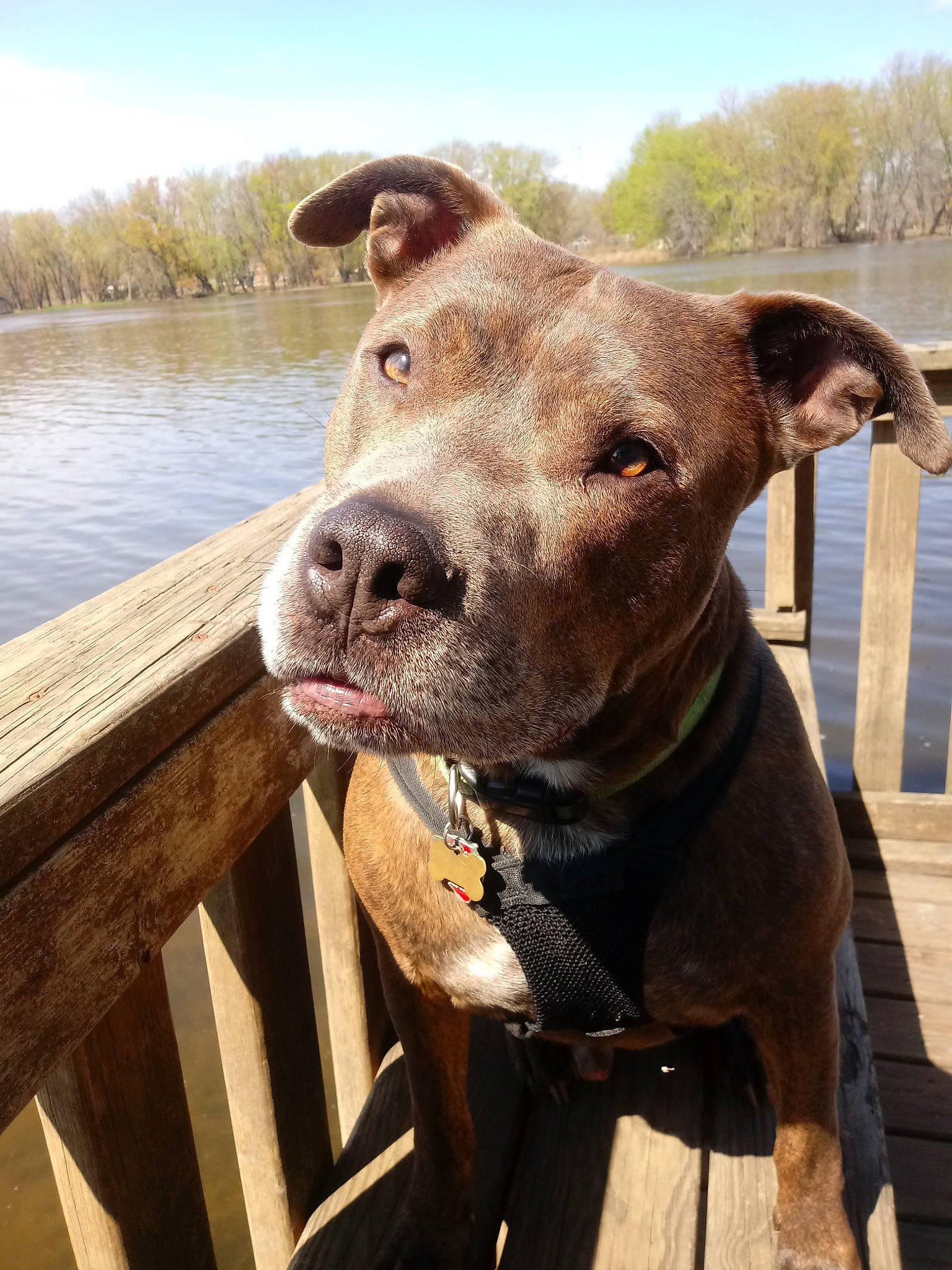Mojo joined the competition — help win amazing prizes! carnivore, cloud, collar, companion_dog, dog, dog_breed, dog_collar, dog_supply, fawn, fence, lake, liver, pet_supply, sky, snout, sporting_group, water, whiskers, wood, working_animal