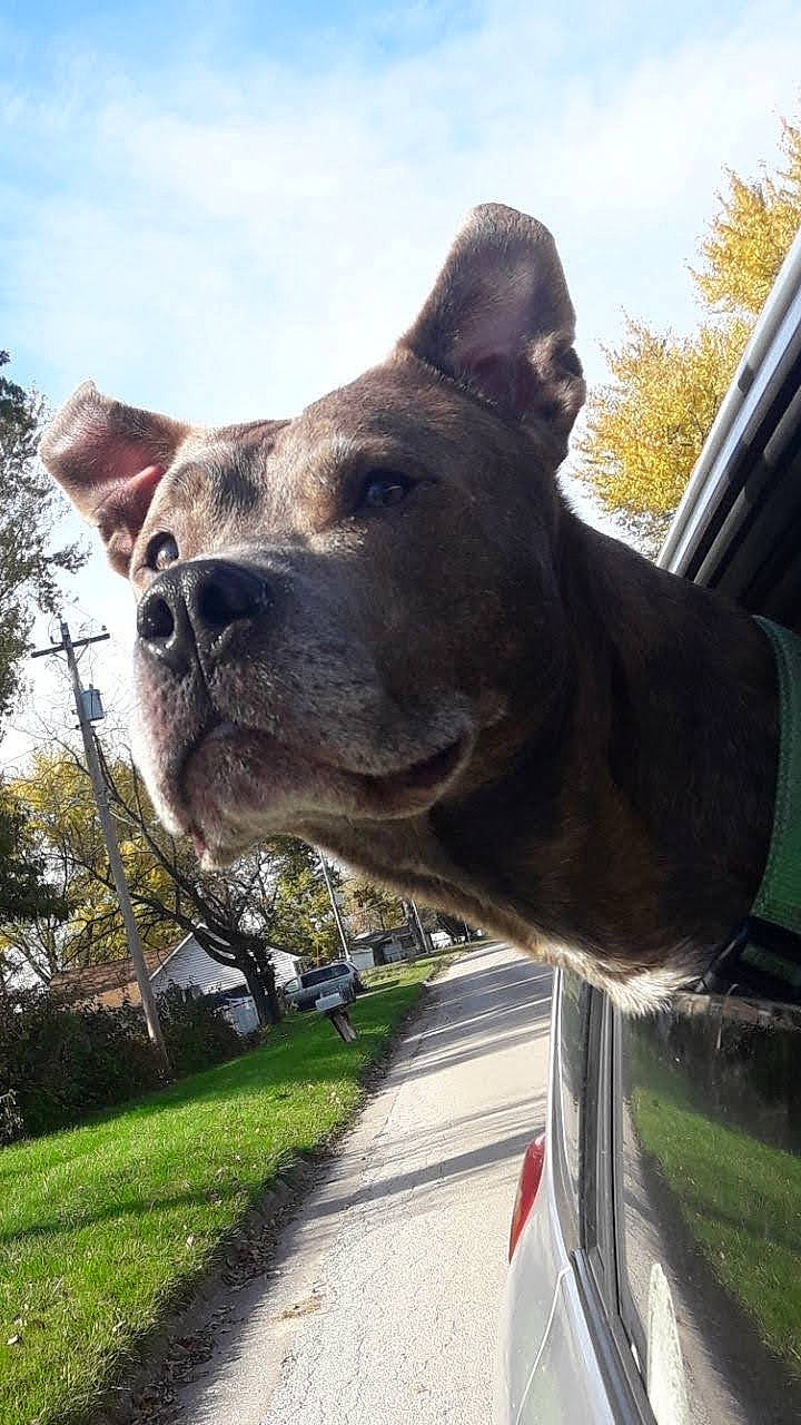 Mojo is registered to the contest to win money with this photo: building, car, carnivore, cloud, collar, companion_dog, dog, dog_breed, dog_collar, fawn, grass, plant, sculpture, sky, snout, terrestrial_animal, tree, vehicle, whiskers, working_animal