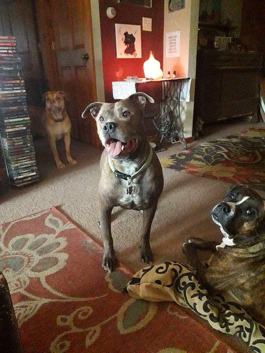 Mojo is registered to the contest to win money with this photo: carnivore, collar, companion_dog, dog, dog_breed, dog_supply, door, fawn, floor, flooring, hardwood, house, picture_frame, shelf, snout, sporting_group, tail, vertebrate, window, wood