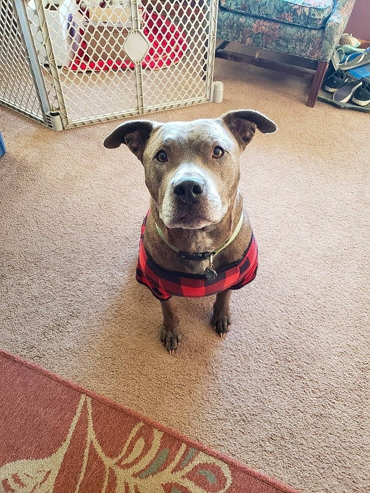 Mojo joined the competition — help win amazing prizes! carnivore, collar, companion_dog, dog, dog_breed, dog_clothes, dog_collar, dog_supply, fawn, fence, floor, flooring, leash, pet_supply, plant, snout, sporting_group, toy_dog, whiskers, working_animal