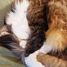cat, sleeping, curled_up, fluffy, multi_colored, white_fur, brown_fur, black_fur, bed, blanket, indoor, cozy, pet, feline, resting, fur, tail, paw, home, relaxation