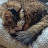 Paillette a rejoint le concours — aidez-le/la à gagner de superbes lots ! cat, feline, sleeping, curled_up, fluffy, tail, blanket, cozy, resting, pet, animal, fur, whiskers, indoor, close_up, cute, domestic_animal, relaxation, soft_texture, peaceful