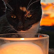 Onix a rejoint le concours — aidez-le/la à gagner de superbes lots ! abyssinian, alcohol, animal, beer, beverage, blackcat, candle, cat, cup, dairy, fire, flame, food, glass, goblet, kitten, manx, milk, nature, pet