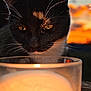 abyssinian, alcohol, animal, beer, beverage, blackcat, candle, cat, cup, dairy, fire, flame, food, glass, goblet, kitten, manx, milk, nature, pet