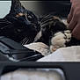 Onix participe au concours pour gagner de l'argent avec cette photo : animal, bodypart, camera, cat, computer, couch, electronics, finger, firearm, furniture, gun, hand, handgun, kitten, laptop, pc, person, pet, videocamera, weapon