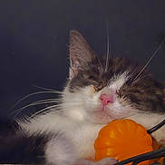 Verso a rejoint le concours — aidez-le/la à gagner de superbes lots ! cat, sleeping, animal, pet, whiskers, pink_nose, orange_pumpkin, cuddling, fur, black_and_white, closeup, cozy, resting, cute, indoors, dark_background, wires, relax, soft, peaceful