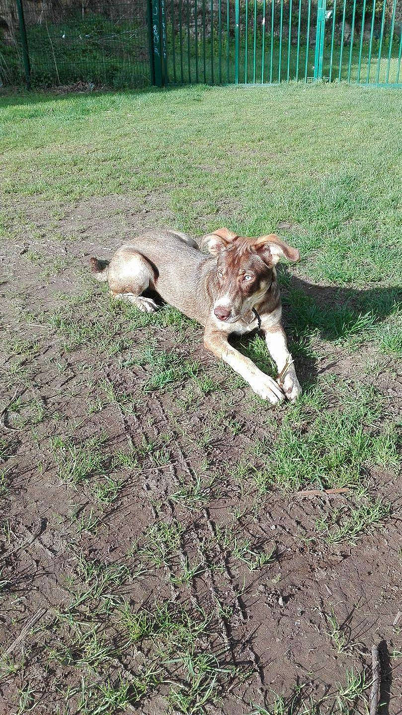Helja participe au concours pour gagner de l'argent avec cette photo : canidae, carnivore, cat, dog, dog_breed, fawn, felidae, grass, hunting_dog, mammal, small_to_medium_sized_cats, soil, sporting_group, tail