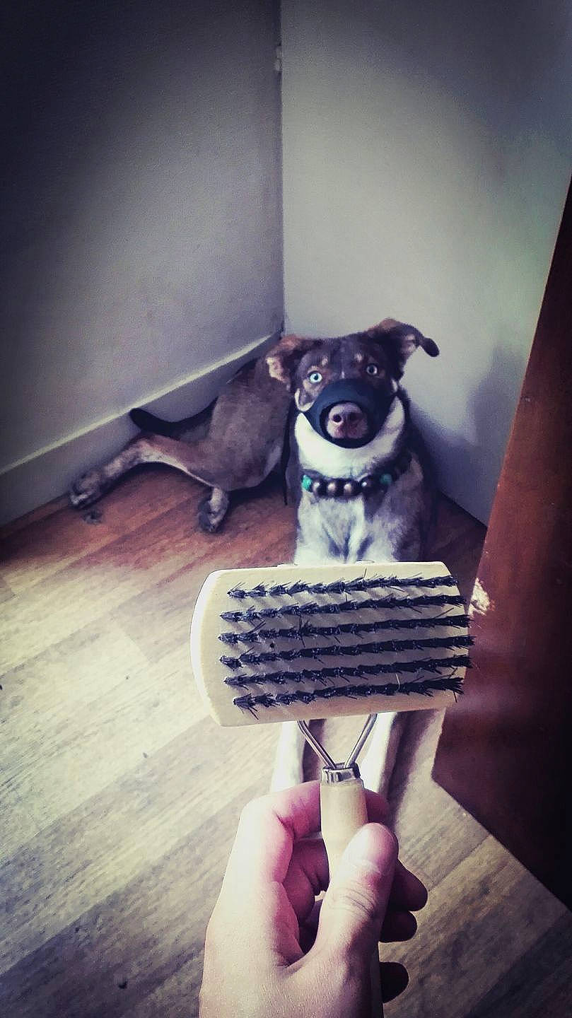 Helja participe au concours pour gagner de l'argent avec cette photo : boston_terrier, canidae, carnivore, dog, dog_breed, fawn, office_equipment, puppy, snout, square, typewriter