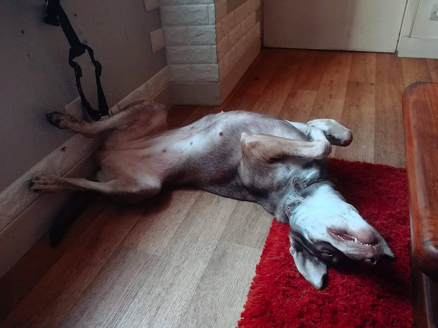 Helja participe au concours pour gagner de l'argent avec cette photo : canidae, carnivore, dog, dog_breed, fawn, floor, sporting_group, tail, wood