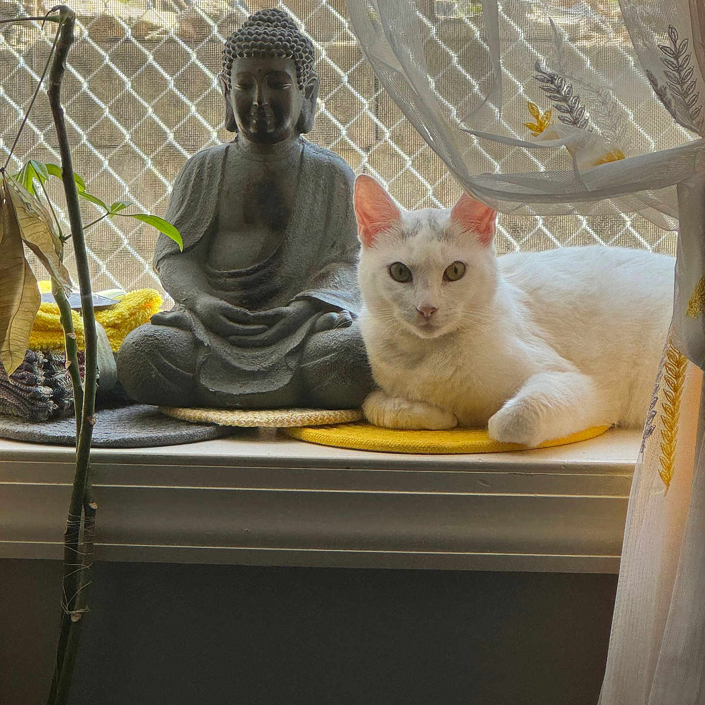 Haleemah is registered to the contest to win money with this photo: animal, buddha_statue, cat, cozy, curtains, decor, home, indoor, mesh_screen, peaceful, pet, plant_stem, quiet, relaxing, resting, statue, sunlight, white_cat, window, windowsill