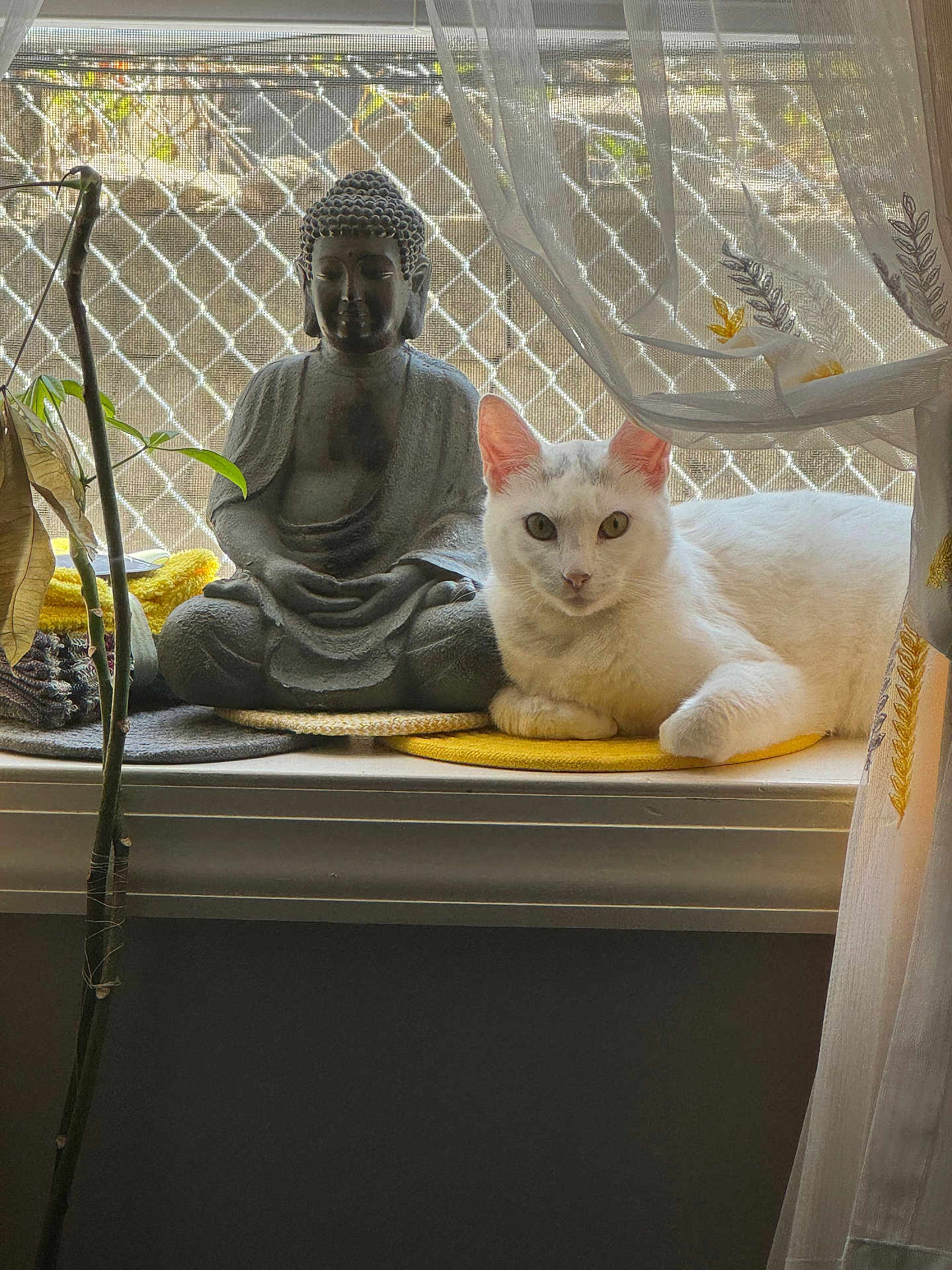 Haleemah is registered to the contest to win money with this photo: animal, buddha_statue, cat, cozy, curtains, decor, home, indoor, mesh_screen, peaceful, pet, plant_stem, quiet, relaxing, resting, statue, sunlight, white_cat, window, windowsill