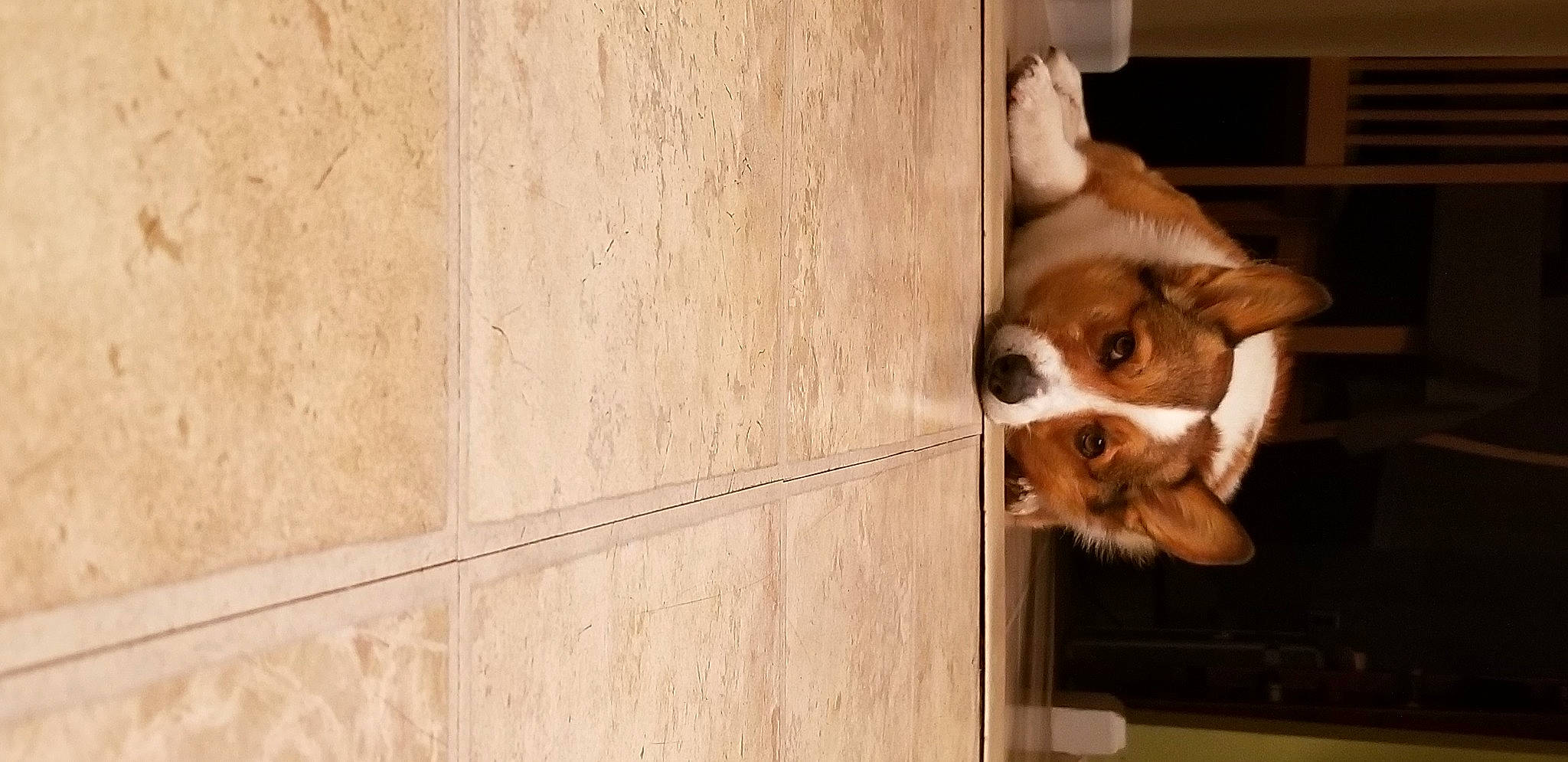 Lucas joined the competition — help win amazing prizes! canidae, cardigan_welsh_corgi, carnivore, companion_dog, dog, dog_breed, fawn, pembroke_welsh_corgi, puppy, sporting_group, welsh_corgi