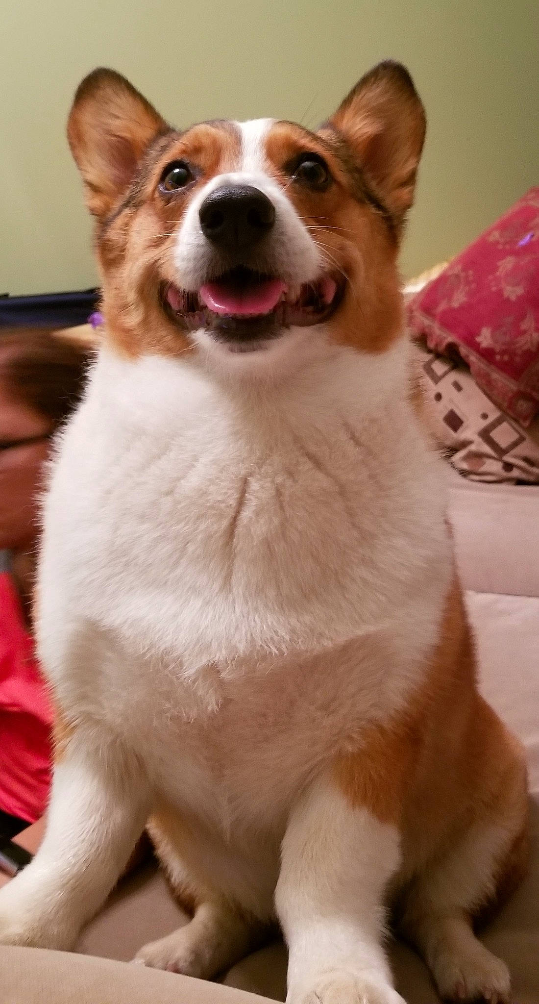 Lucas joined the competition — help win amazing prizes! ancient_dog_breeds, canidae, cardigan_welsh_corgi, carnivore, companion_dog, corgi_chihuahua, dog, dog_breed, fawn, mammal, norrbottenspets, norwegian_lundehund, pembroke_welsh_corgi, snout, thai_bangkaew_dog, vertebrate, welsh_corgi, whiskers