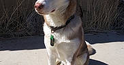Kona joined the competition — help win amazing prizes! dog, husky, sitting, collar, outdoor, shadow, concrete, pet, sunlight, animal, brown, white, ears, nose, tag, wall, window, dry_bushes, daylight, portrait
