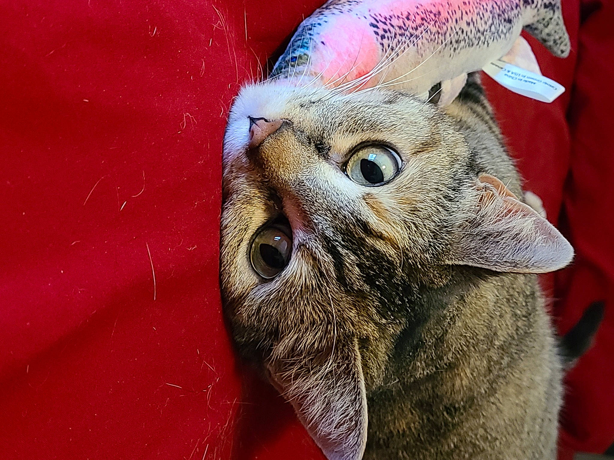 Summer joined the competition — help win amazing prizes! bird_of_prey, canidae, carnivore, cat, claw, domestic_short_haired_cat, eye, fawn, felidae, fur, hat, livestock, paw, small_to_medium_sized_cats, snout, terrestrial_animal, whiskers, wildlife