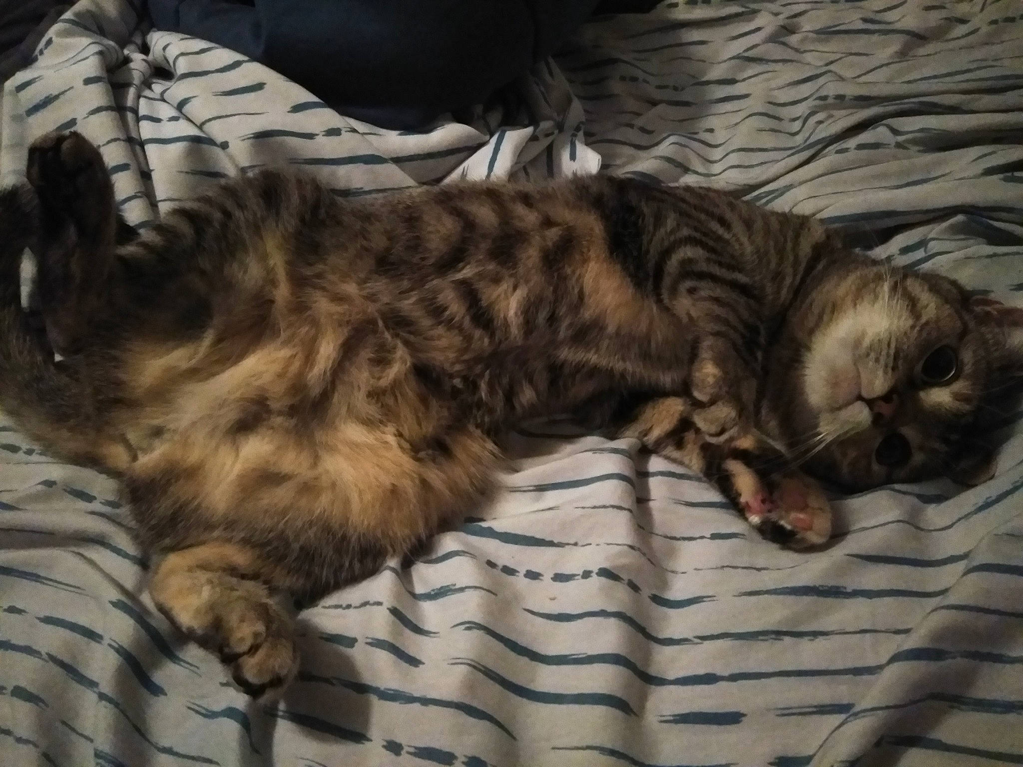 Summer joined the competition — help win amazing prizes! brown, canidae, carnivore, cat, claw, comfort, companion_dog, dog_breed, fawn, felidae, fur, liver, nap, paw, sleep, small_to_medium_sized_cats, sporting_group, tail, terrestrial_animal, whiskers