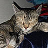 Summer joined the competition — help win amazing prizes! animal, blanket, cat, closeup, comfort, cozy, cute, domestic, feline, fur, indoor, paw, pet, plush_toy, quiet, relaxed, resting, sleeping, soft, tabby_cat