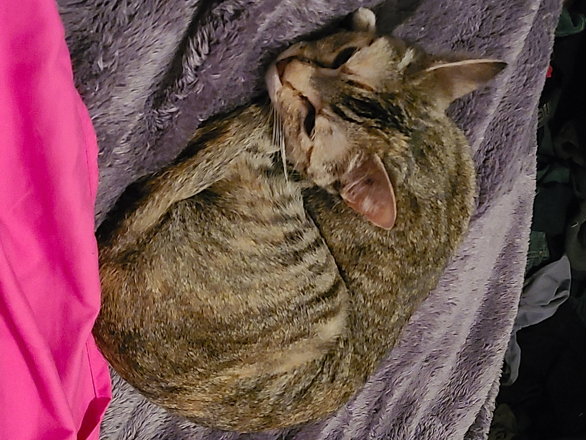 Summer is registered to the contest to win money with this photo: carnivore, cat, domestic_short_haired_cat, felidae, fur, grey, magenta, nap, sleep, sleeve, small_to_medium_sized_cats, snout, tail, whiskers