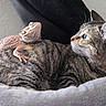 Summer is registered to the contest to win money with this photo: cat, bearded_dragon, lizard, tabby_cat, animal, pet, reptile, feline, fur, scales, resting, curious, closeup, indoor, cozy, companion, looking, soft_texture, animal_friendship, cute