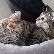 Summer is registered to the contest to win money with this photo: bearded_dragon, lizard, reptile, tabby_cat, cat, pet, animal, furry, scaly, close_up, indoor, resting, curious, companion, friendship, looking_away, texture, cozy, soft, contrast