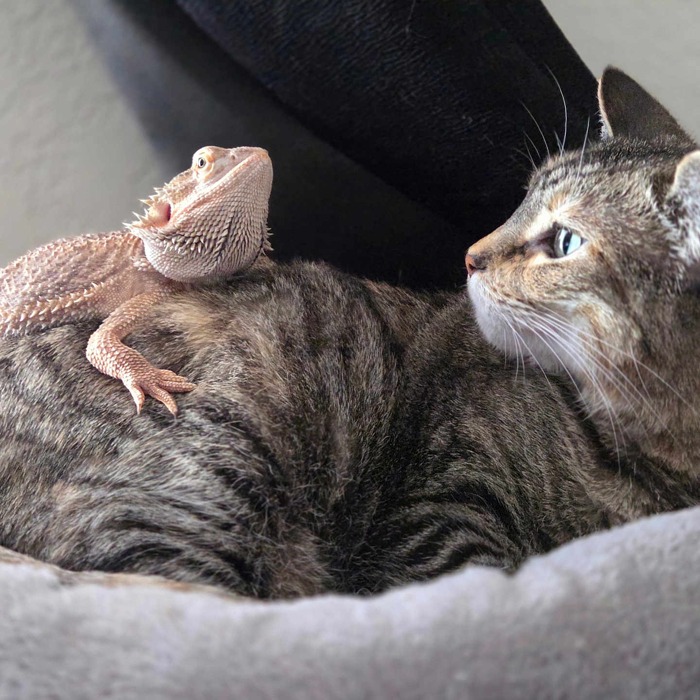 Summer is registered to the contest to win money with this photo: bearded_dragon, lizard, reptile, tabby_cat, cat, pet, animal, furry, scaly, close_up, indoor, resting, curious, companion, friendship, looking_away, texture, cozy, soft, contrast