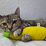 Summer joined the competition — help win amazing prizes! cat, tabby_cat, pet, plush_toy, yellow_toy, pineapple_toy, paw, fur, whiskers, sleepy, relaxed, indoor, wall_texture, blanket, close_up, portrait, cute, resting, domestic_animal, toy