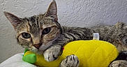 Summer joined the competition — help win amazing prizes! blanket, cat, close_up, cute, domestic_animal, fur, indoor, paw, pet, pineapple_toy, plush_toy, portrait, relaxed, resting, sleepy, tabby_cat, toy, wall_texture, whiskers, yellow_toy