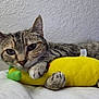 cat, tabby_cat, pet, plush_toy, yellow_toy, pineapple_toy, paw, fur, whiskers, sleepy, relaxed, indoor, wall_texture, blanket, close_up, portrait, cute, resting, domestic_animal, toy