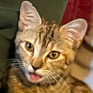 Katara is registered to the contest to win money with this photo: cat, tabby, pet, animal, feline, close_up, tongue_out, ears, fur, whiskers, eyes, indoor, domestic, cute, playful, resting, mammal, striped, young, companion