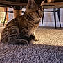 cat, kitten, tabby, indoor, carpet, wooden_table, chair, curious, pet, feline, animal, fur, whiskers, ears, floor, shadow, cozy, home, domestic, natural_light